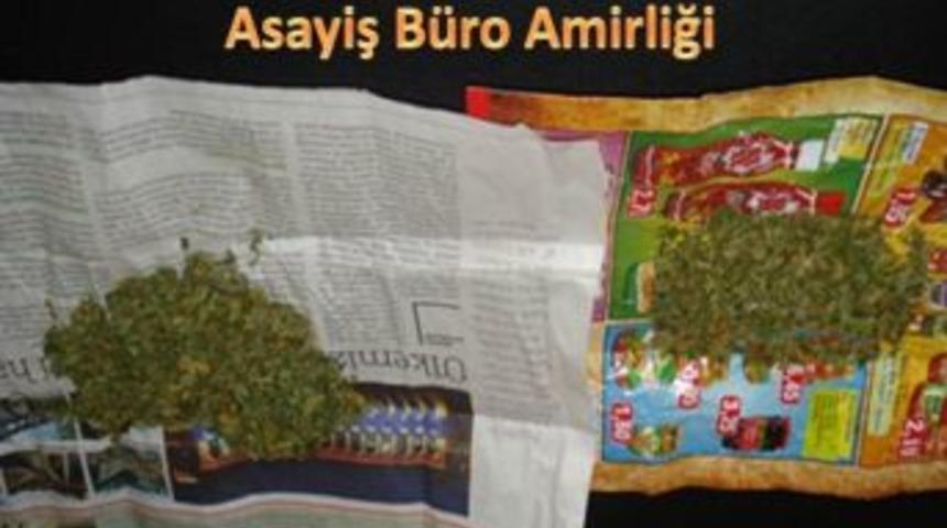 Fındık Bahçesinde Esrar İçerken Yakalandı