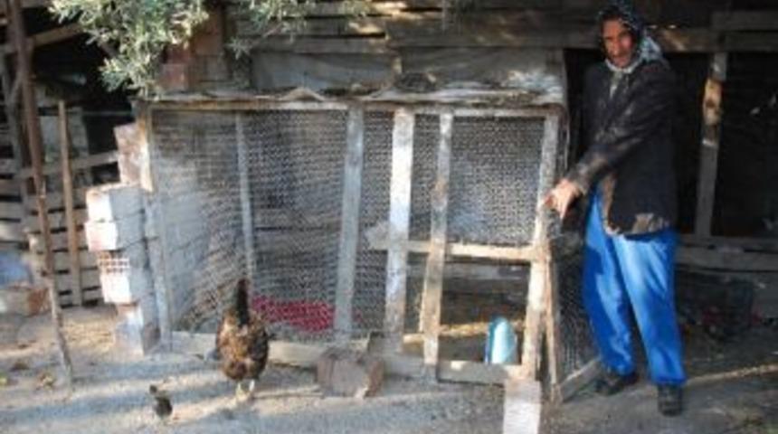 Veba Hastalığı Tavukları Telef Etti