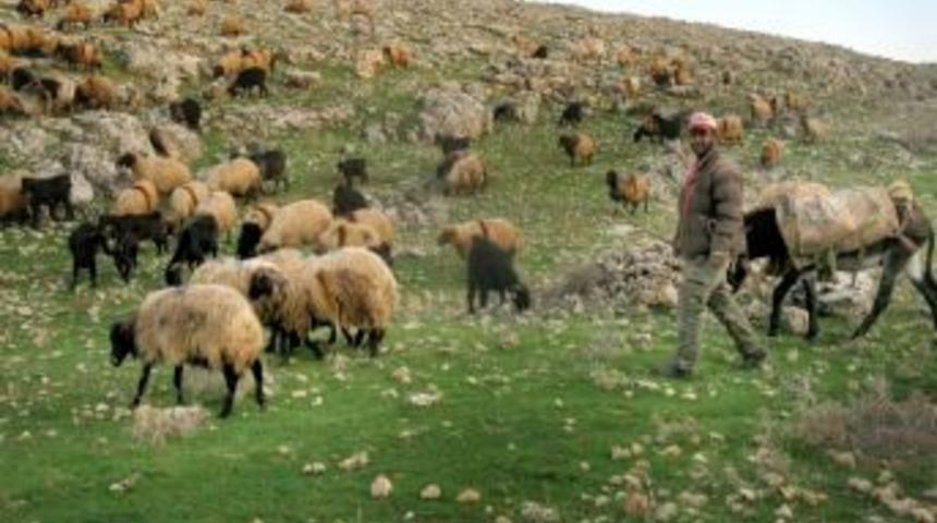Kasım Ayında, Araban Ovası'nı &Ccedil;evreleyen Dağlar Yeşerdi