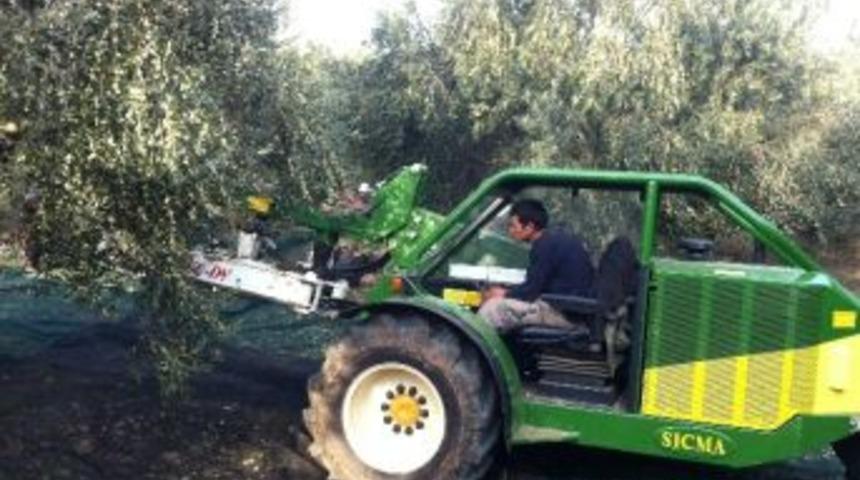 Zeytinde Mekanik Hasat