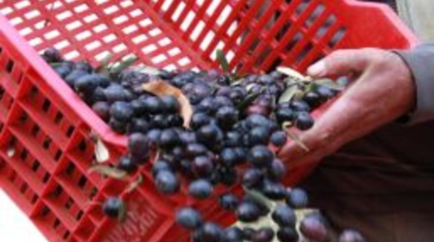 Zeytin &Uuml;reticiyi Dertli Hem Rekolte Hem De Fiyat D&uuml;ş&uuml;k