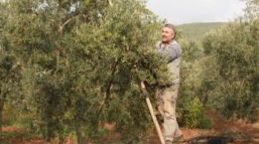 Orta Tanale Zeytinde Fiyat Sıkıntısı