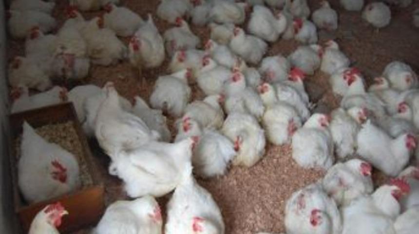 Taşk&ouml;pr&uuml;&rsquo;de Organik K&ouml;y Tavuğu Yetiştiriciliği