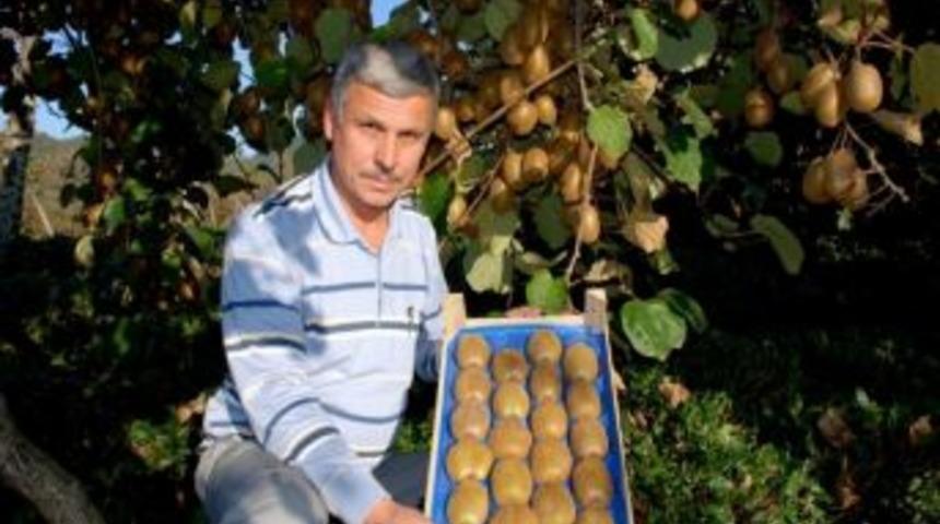 Giresun&rsquo;da Kivi Hasadı Başladı