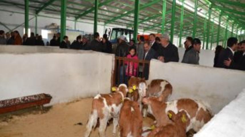 Ardahan, Modern Damızlık Işletmesine Kavuştu