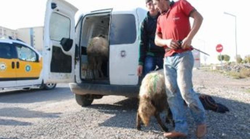 A&ccedil;lık Grevleri Sona Erdi, Adadığı Kurbanları Kesti