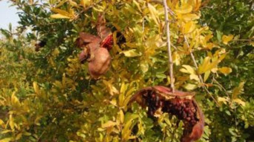 Mardin’de Nar Üreticilerinin Fabrika İsteği