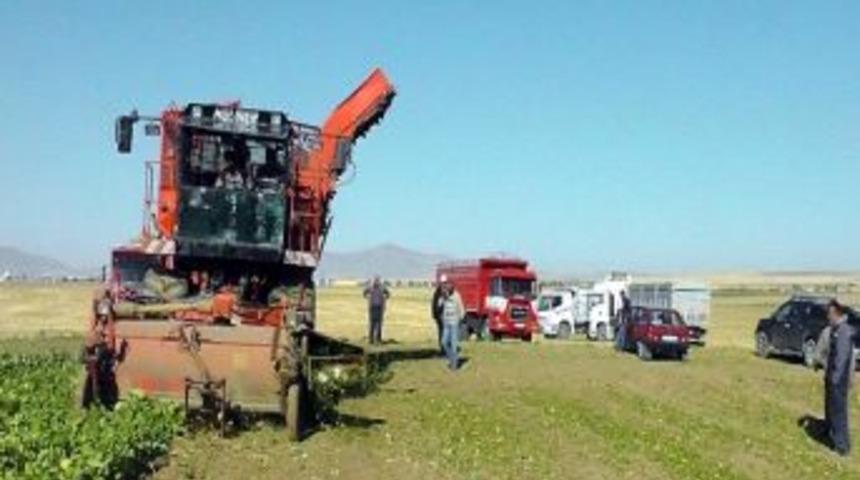 Kulu&rsquo;da Pancar Hasadına Sona Gelindi