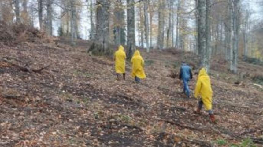 Adapazarı Ormanları Doğal Yolla Gen&ccedil;leşiyor