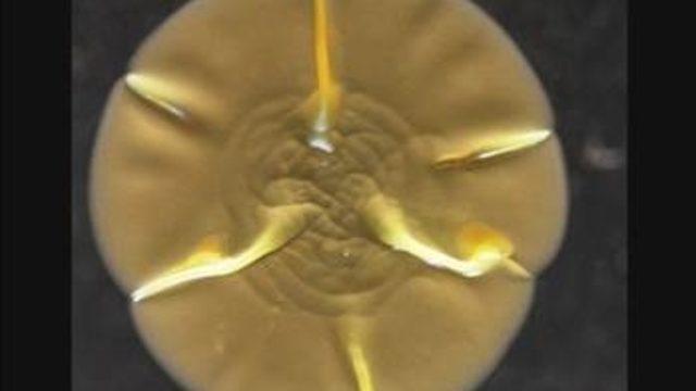 Cep telefonunuzda yaşayan canlılar!