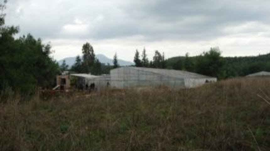 Domates Serasında 10 Bin Hint Keneviri