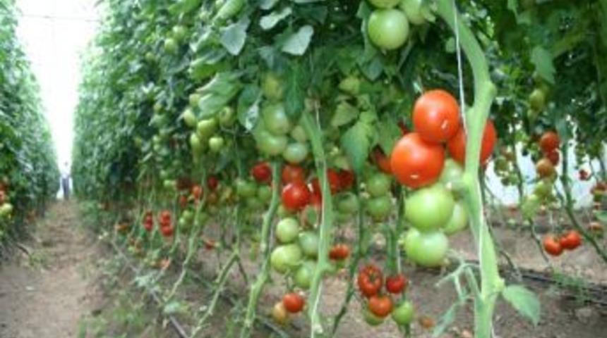 D&uuml;zce&rsquo;de Tarımsal &Uuml;retimde Verim Ve Kalite Artıyor