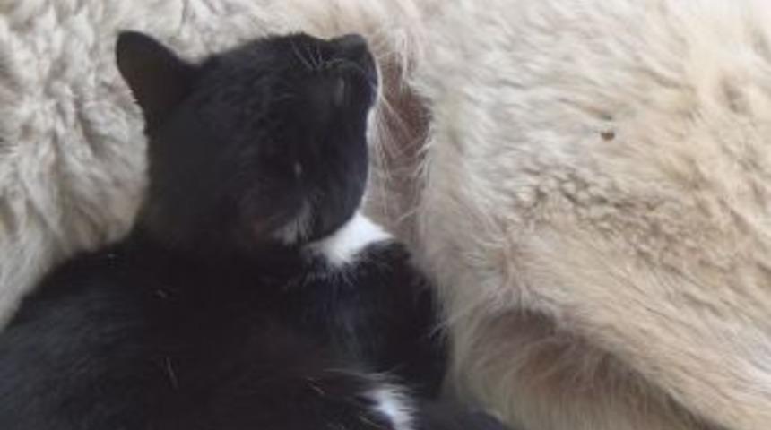 &Ouml;ks&uuml;z Kedi Yavrularına Kurt K&ouml;peği Annelik Yapıyor