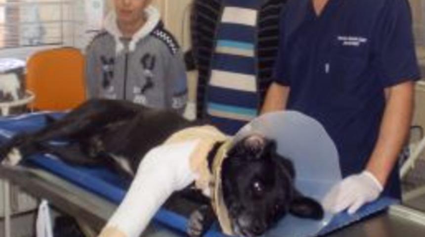 Maganda Kurşunuyla Vurulan K&ouml;pek Yaralandı