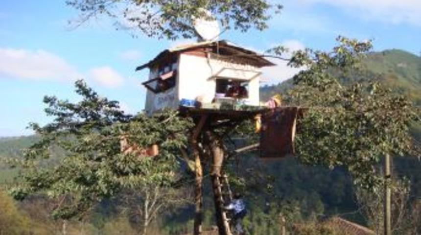 Rizeli 3 Kafadar Ağa&ccedil; Evde Yaşıyor