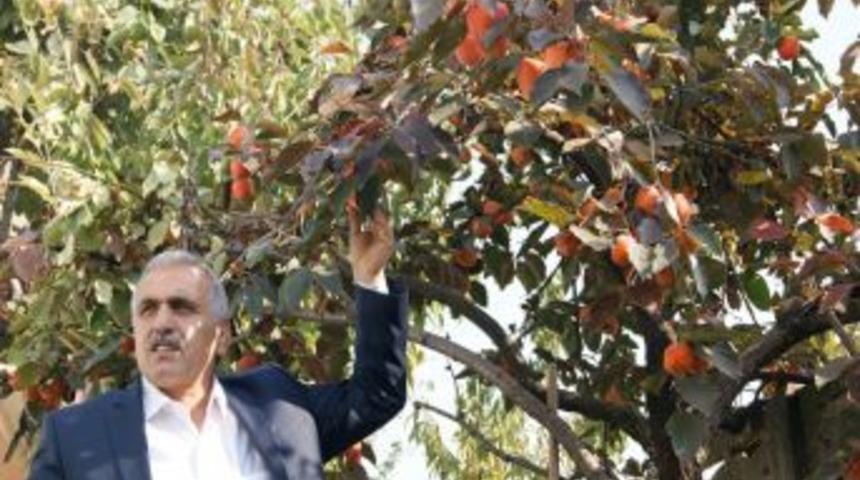 Her Yeni Doğan &Ccedil;ocuk I&ccedil;in Bir Adet Trabzon Hurması Dikilecek