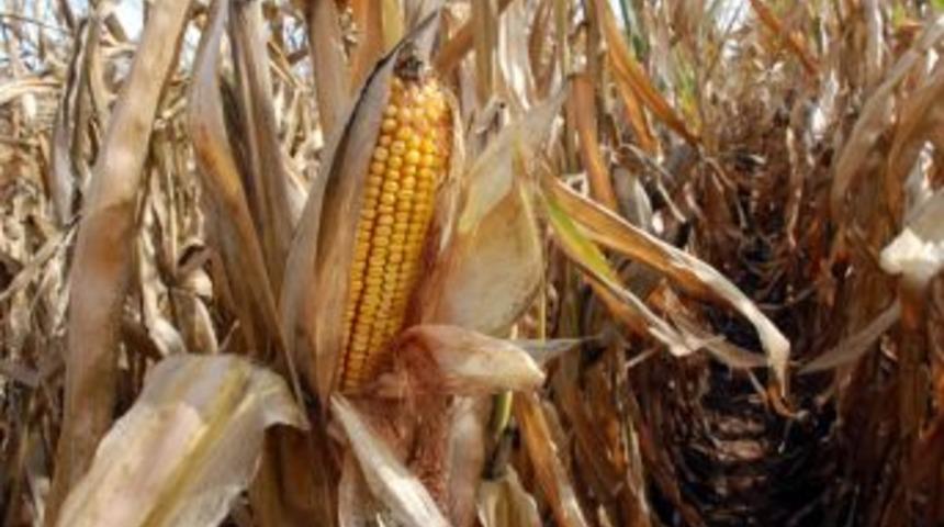 GAP &Ccedil;ift&ccedil;isi Pamuğun Yerine Mısır Ekimine Y&ouml;neldi