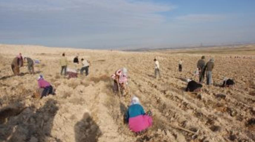 Doğan Beldesine 250 Bin Fidan