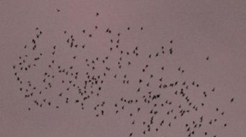 Kuşların Muhteşem Dansı