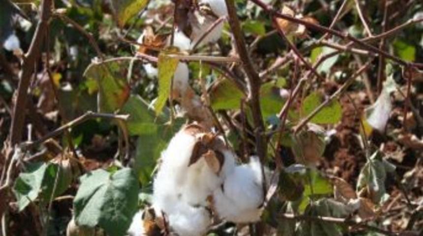 Pamukta Verim D&uuml;ş&uuml;kl&uuml;ğ&uuml; &Ccedil;ift&ccedil;iyi Başka &Uuml;r&uuml;nlere Y&ouml;nlendiriyor