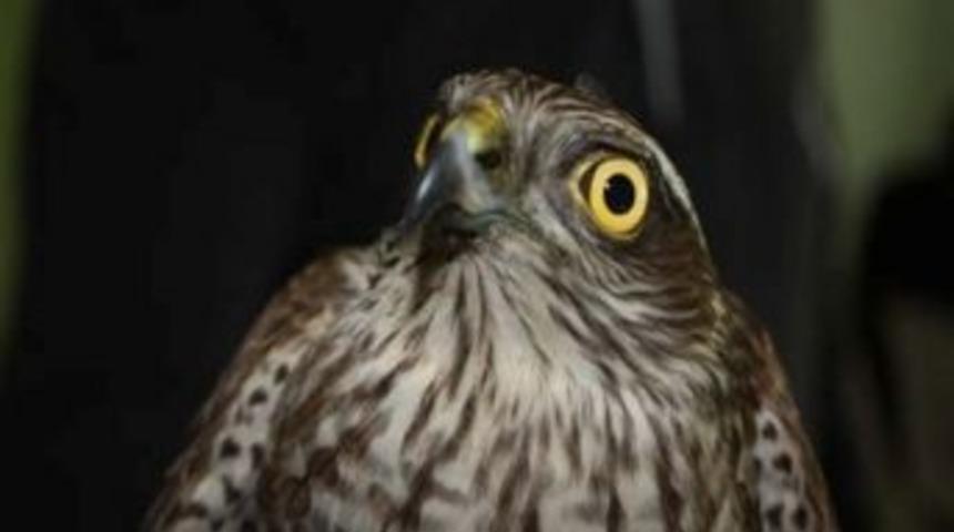 17 Yaralı Yaban Hayvanı Tedavi Edildi