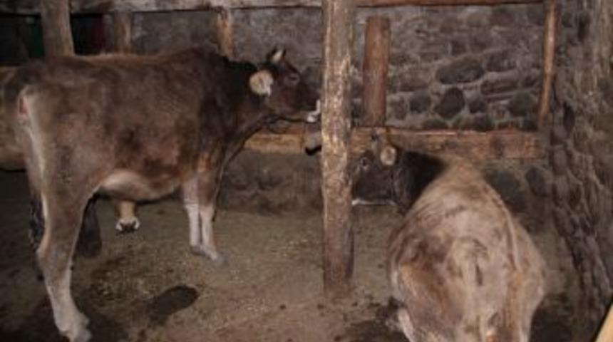 Ardahan'da Şap Hastalığının Tetkiki Yapılıyor