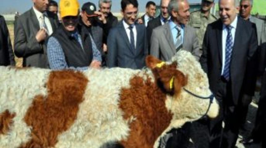 &Ccedil;ift&ccedil;ilere B&uuml;y&uuml;kbaş Hayvan Dağıtıldı