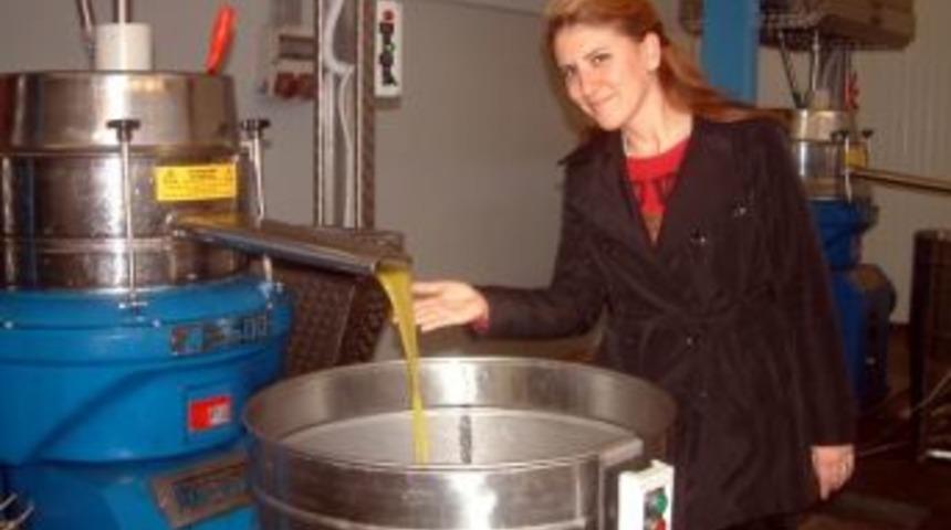 Zeytin Bolluğu &Uuml;reticiyi Sevindirmedi