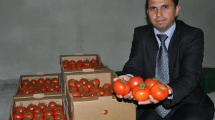 Plansız &Uuml;retim Ve K&ouml;t&uuml; Hava Şartları, Sebzeyi &Ccedil;&ouml;pe G&ouml;t&uuml;rd&uuml;