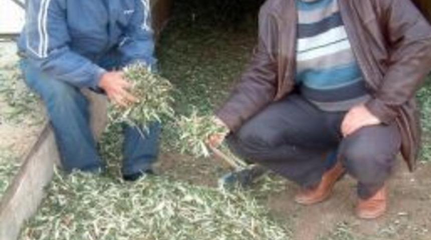 Her Derde Deva Zeytinin Yaprağı Hayvanlara Yem Oldu