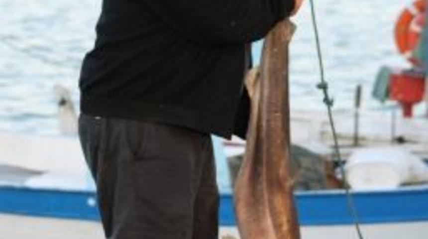 Fatsa&rsquo;da Ağlara K&ouml;pek Balığı Takıldı