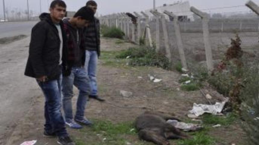 Kayseri&rsquo;de Domuzlar Şehre İndi