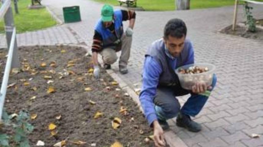 Kocasinan'da 50 Bin Lale Soğanı Toprakla Buluştu