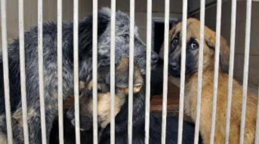 Minik Yavrular Yenimahalle Barınağı'nda Sahiplerini Bekliyor