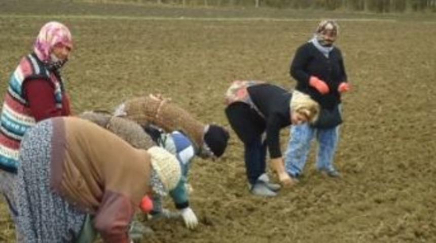 Sarımsak Ekimi Başladı