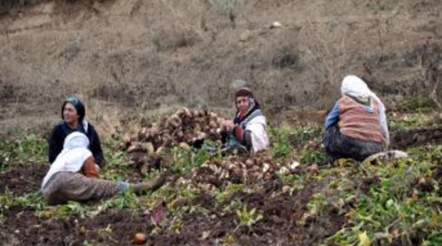 Yağmur Altında Pancar S&ouml;kt&uuml;ler