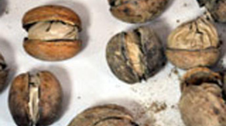 Ceviz i&ccedil;inde esrar sevkiyatı