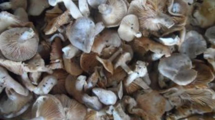 Doğal mantarlara dikkat edin