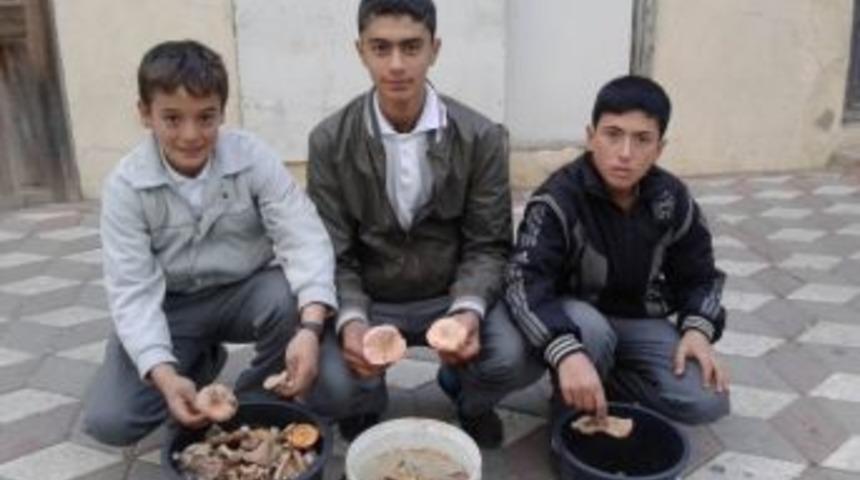 Havran'da Dağdaki Mantarlar &Ouml;ğrencilere Har&ccedil;lık Oluyor