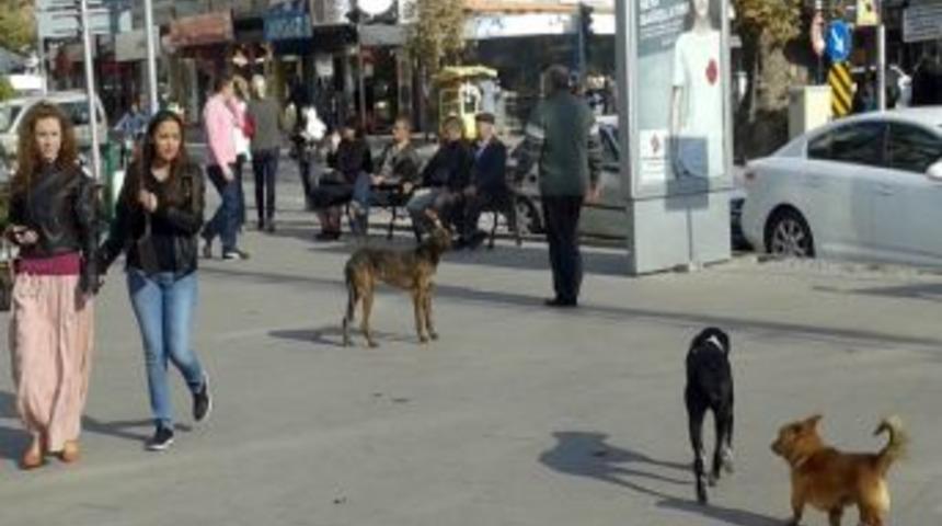 Edremit&rsquo;te Başı Boş K&ouml;pekler Hanımları Korkutuyor