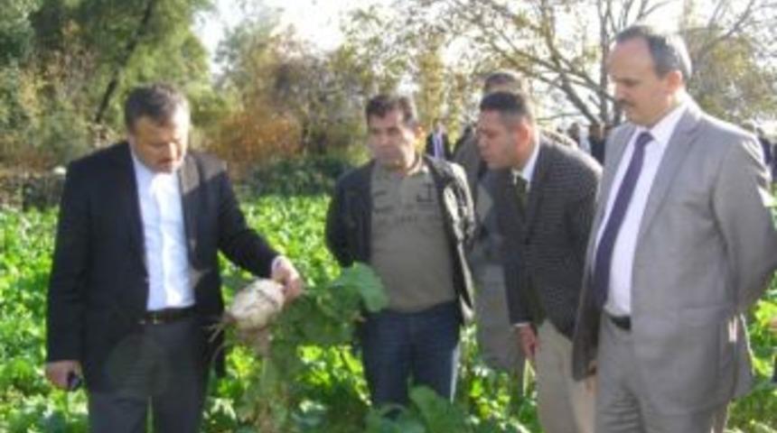 &Ccedil;ift&ccedil;ilerin Yeni G&ouml;zdesi Yem Şalgamı