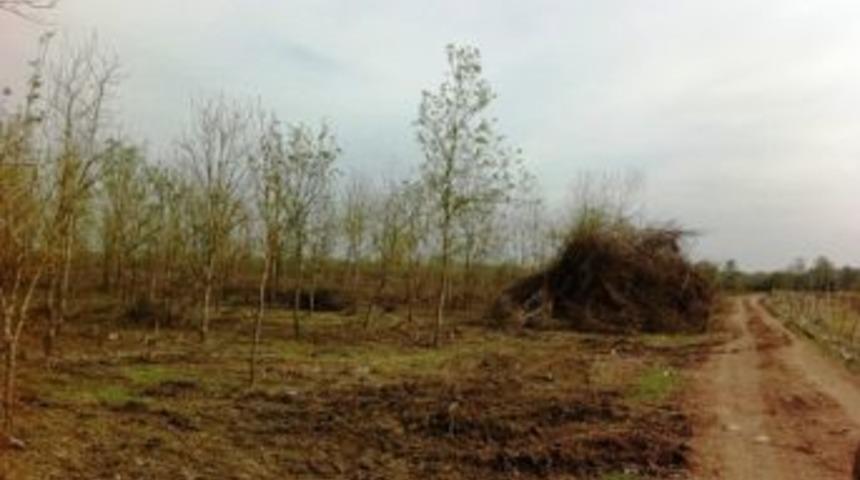 Yenik&ouml;y Orman İşletme Şefliğinde Gen&ccedil; Dışbudak Ormanları Hayat Buldu