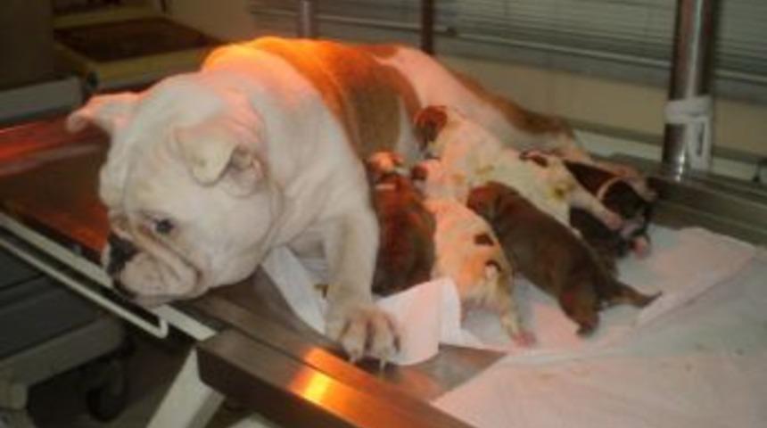 İngiliz Buldog Cinsi K&ouml;pek, Sezeryanla 8 Yavru D&uuml;nyaya Getirdi