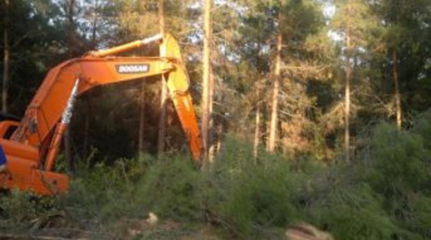 Yanan Ormanlar Islah Ediliyor