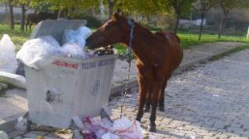 Başı Boş Atlara Tepki