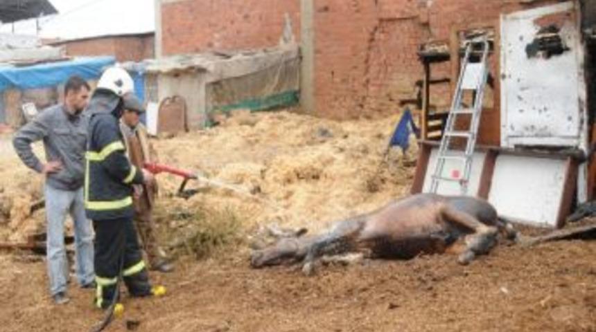 Öldüğü Sanılan At İşte Böyle Dirildi