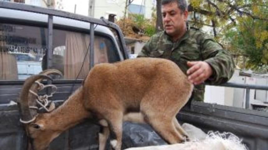 Silifke&rsquo;de Yakalanan Yaban Ke&ccedil;isi Tedavi Edildi