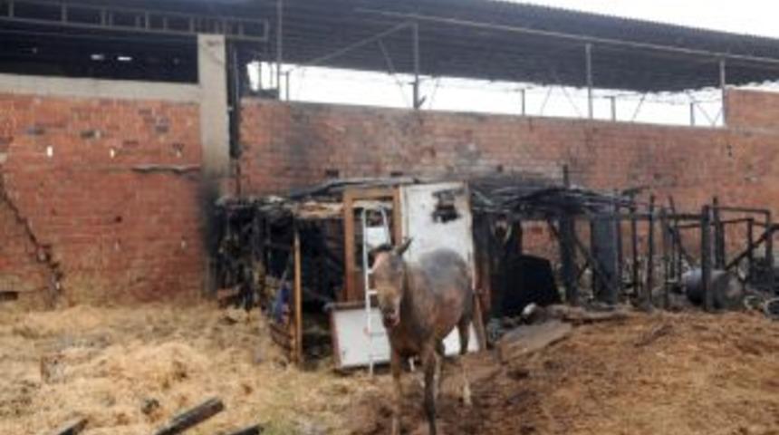 Yangında &Ouml;ld&uuml; Sanılan At, Ayağa Kalkıp Y&uuml;r&uuml;d&uuml;