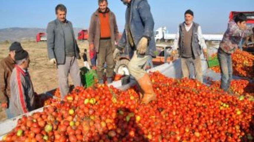 Yozgat'ta Devlet Meyvecilik Projesi Yaptı, K&ouml;yden G&ouml;&ccedil;enler Geri D&ouml;nd&uuml;