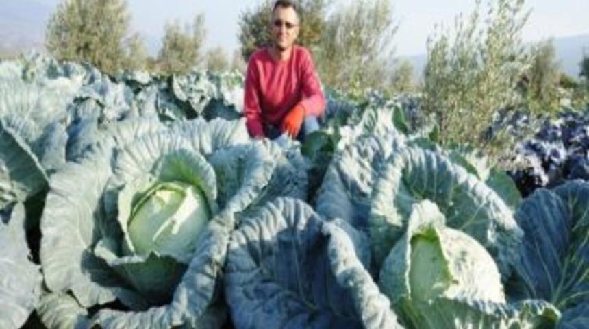 Sarıg&ouml;l&rsquo;de Sebze Dikim Alanları Azaldı